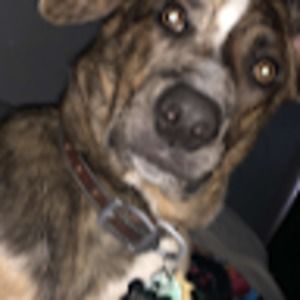 Meet your Posher, Isabella